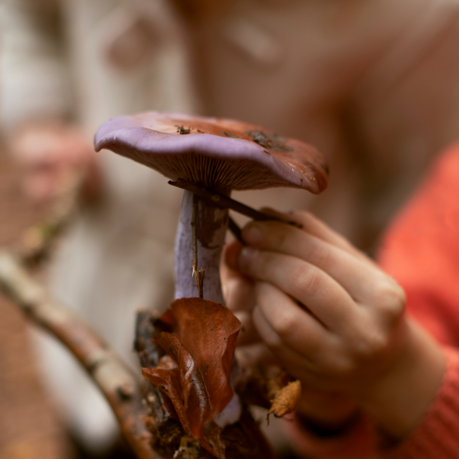 Ganoderma